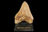 Serrated, Fossil Megalodon Tooth - West Java, Indonesia #145246-2
